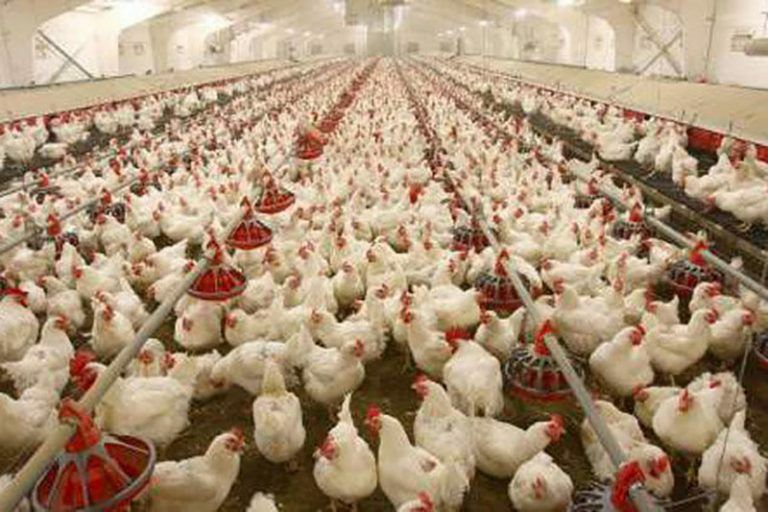 ️ورشکستگی ۷هزار مرغدار از چرخه تولید باعث افزایش قیمت مرغ شد