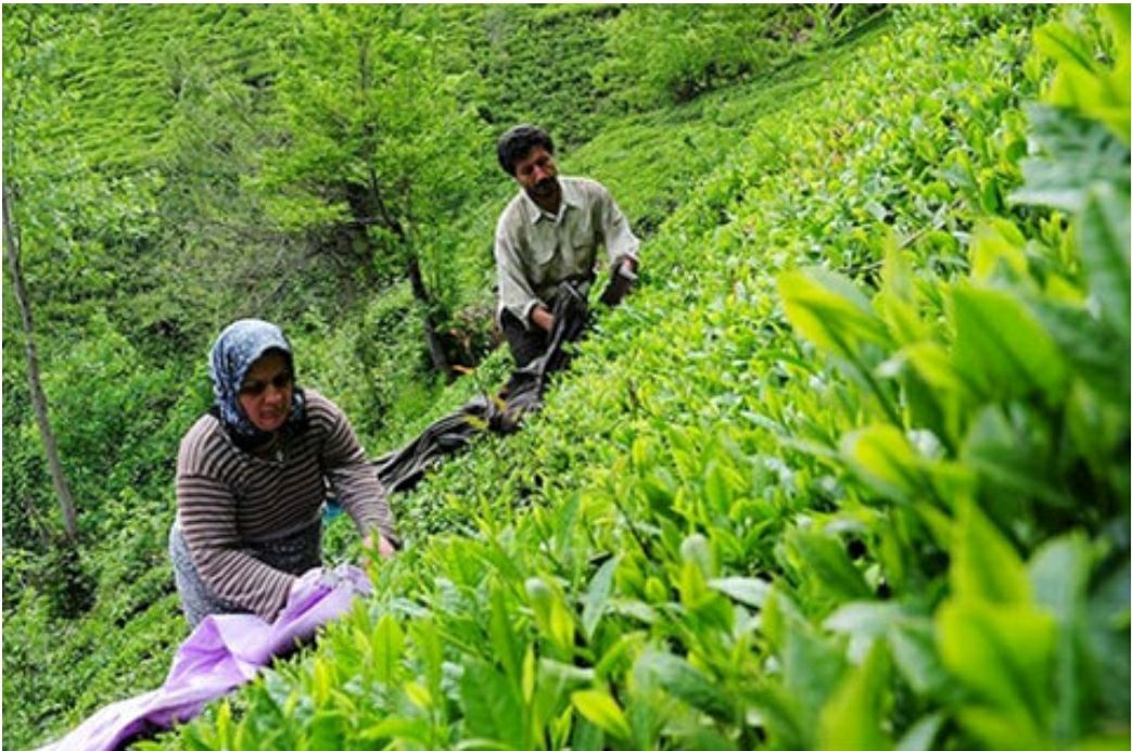 ️ حذف ا رز ۴۲۰۰ تومانی واردات چای خارجی را کنترل کرد و به نفع تولید داخل شد.