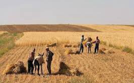 رئیس بنیاد ملی گندمکاران: دلالان عراقی حاضرند گندم کشاورزان ایرانی را با نرخ نزدیک به ۳۰ هزار تومان بخرند